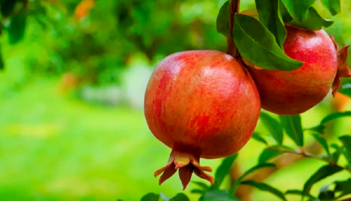مبان وعده هایی که تاثیر زیادی به روی تناسب اندام دارند