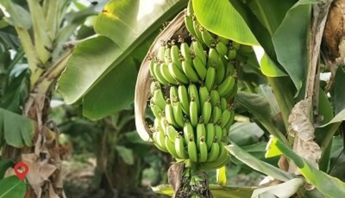 پیش‌بینی برداشت بیش‌از ۲۰۳ هزار تن موز در سیستان و بلوچستان