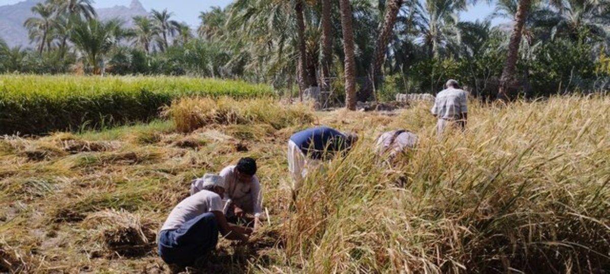 برداشت برنج ۳۰ از اراضی شهرستان فنوج