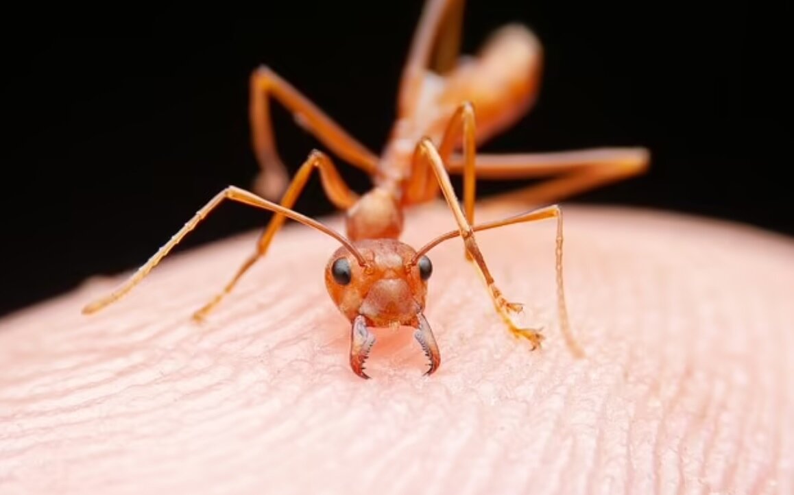 احتمال حمله مورچه‌های آتشین با افزایش دمای جهانی