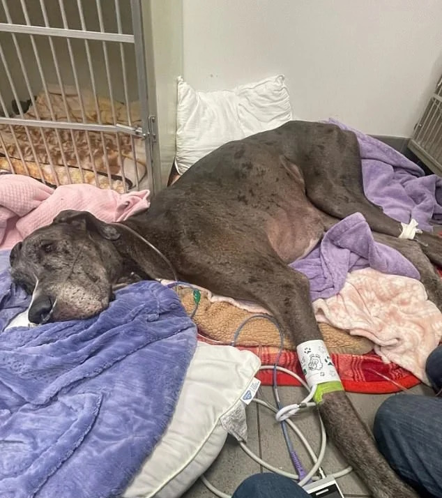 بلندترین سگ جهان در مبارزه با سرطان شکست خورد