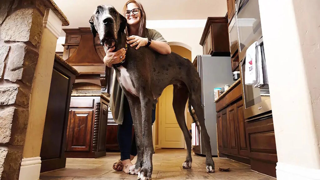 بلندترین سگ جهان در مبارزه با سرطان شکست خورد