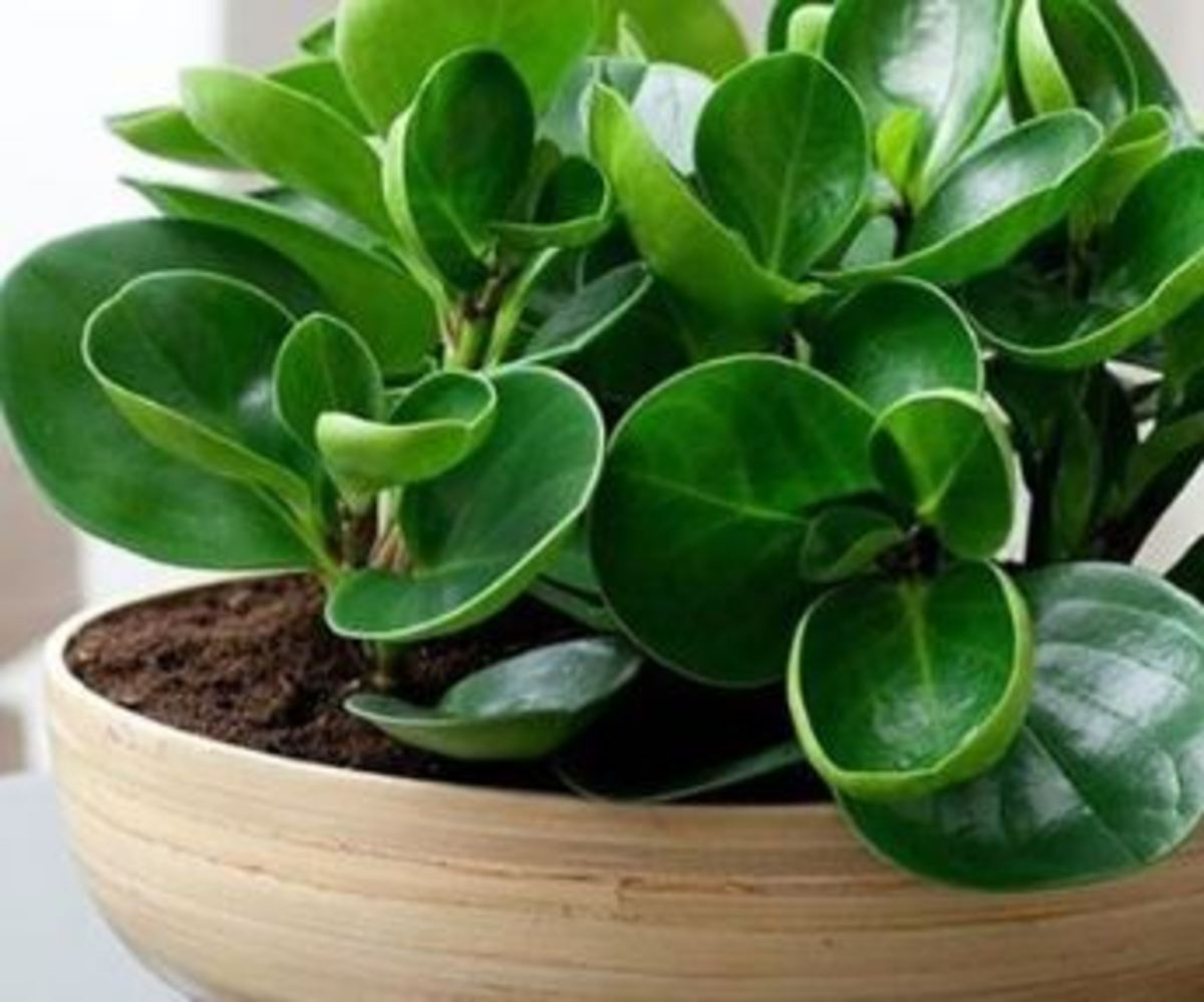 برای نگهداری درست و صحیح گیاهان آپارتمانی این نکات طلایی را بخوانید