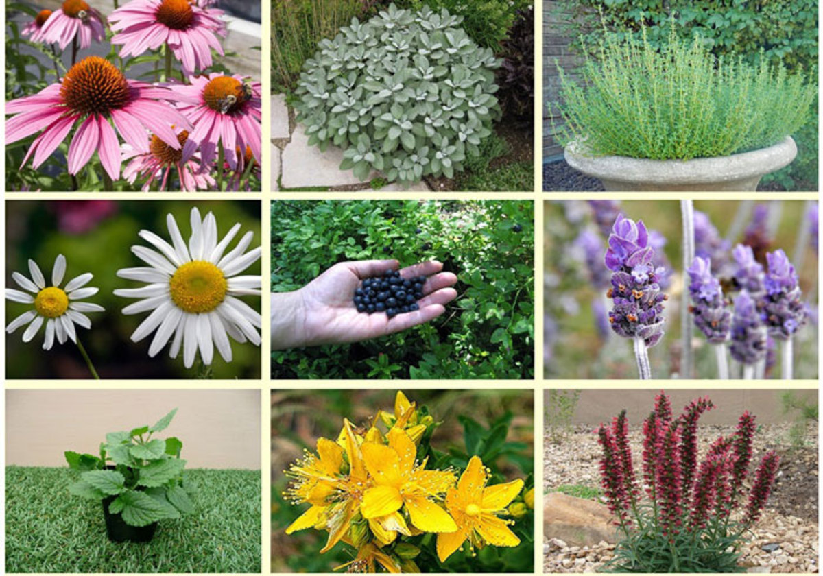 برای درمان و جلوگیری از فراموشی مغز این نکات مهم و ضروری حتما بخوانید