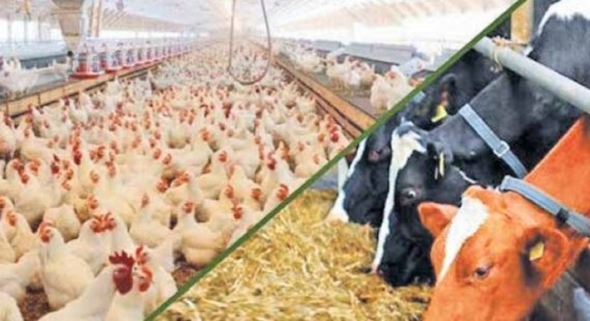 کل نیاز مرغداران به کنجاله سویا تا پایان سال تأمین شد
