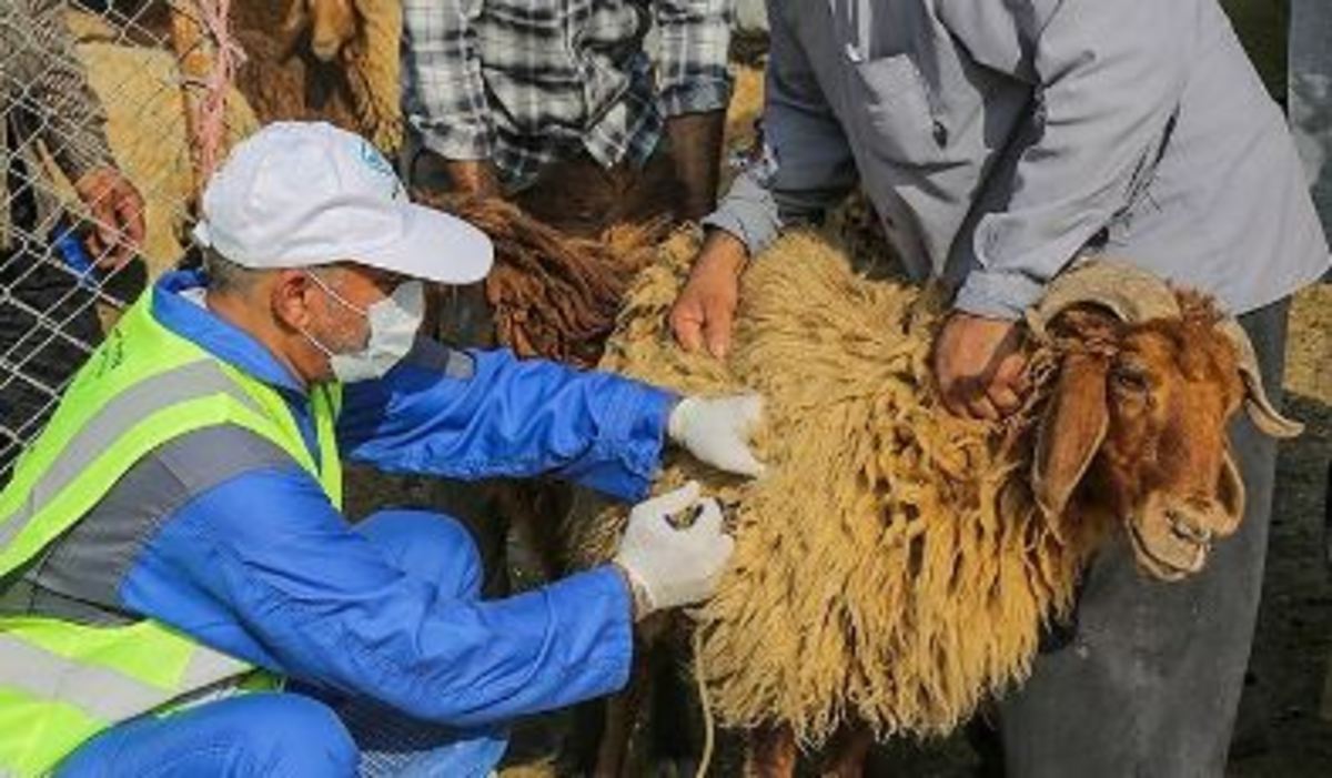 معدوم‌سازی ۱۳۹۵کیلوگرم فرآورده خام دامی غیربهداشتی در نطنز