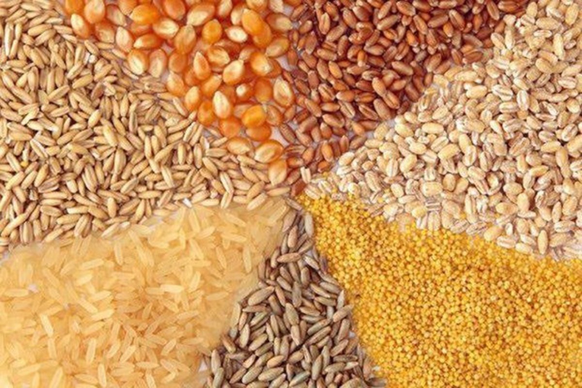 برای نخستین بار در جهان تولید نوعی خوراک دام غنی از نیتروژن در ایران