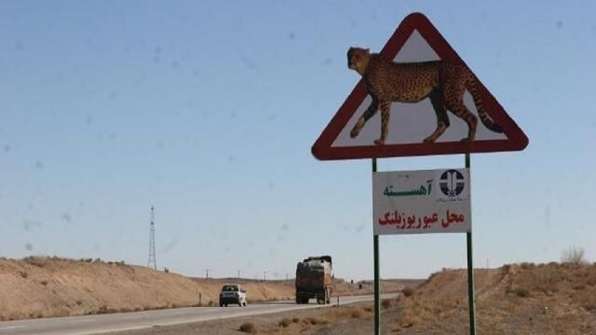 سرعت اجرای مصوبات ایمن سازی جاده برای یوزپلنگ‌ها مطلوب نیست