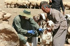 واکسیناسیون بیش از ۶ میلیون راس دام علیه بیماری‌ها در خراسان شمالی