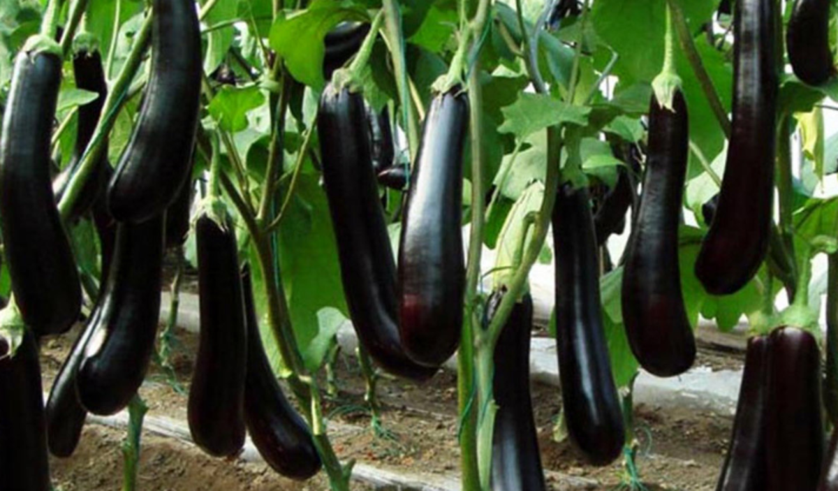 مصرف سبزیجات شبرو چه عوارضی دارد؟