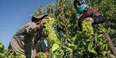۲۷ هزار هکتار باغ انگور مدرن و سنتی در تاکستان وجود دارد
