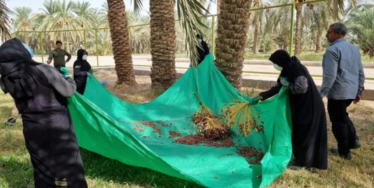 آیین شکر گذاری برداشت خرما در طبس