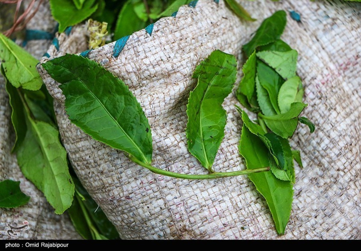 خواص چای برای درمان سکته قلبی