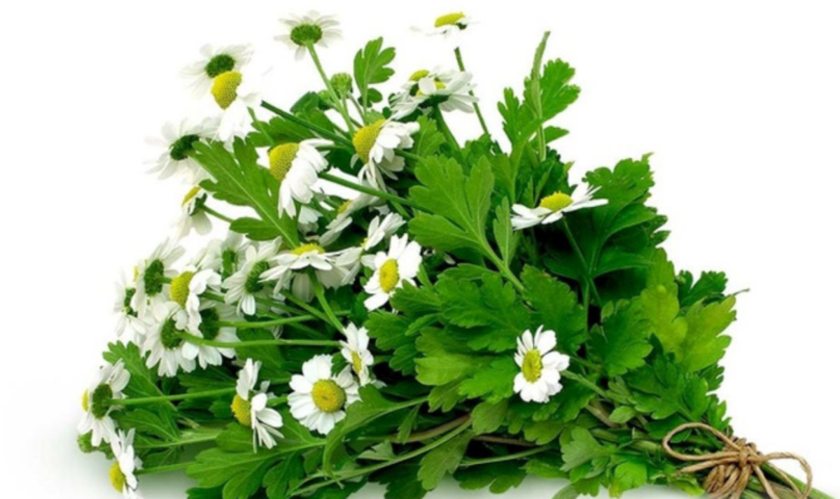 برای بر طرف کردن مشکلات معده از این گیاه استفاده کنید