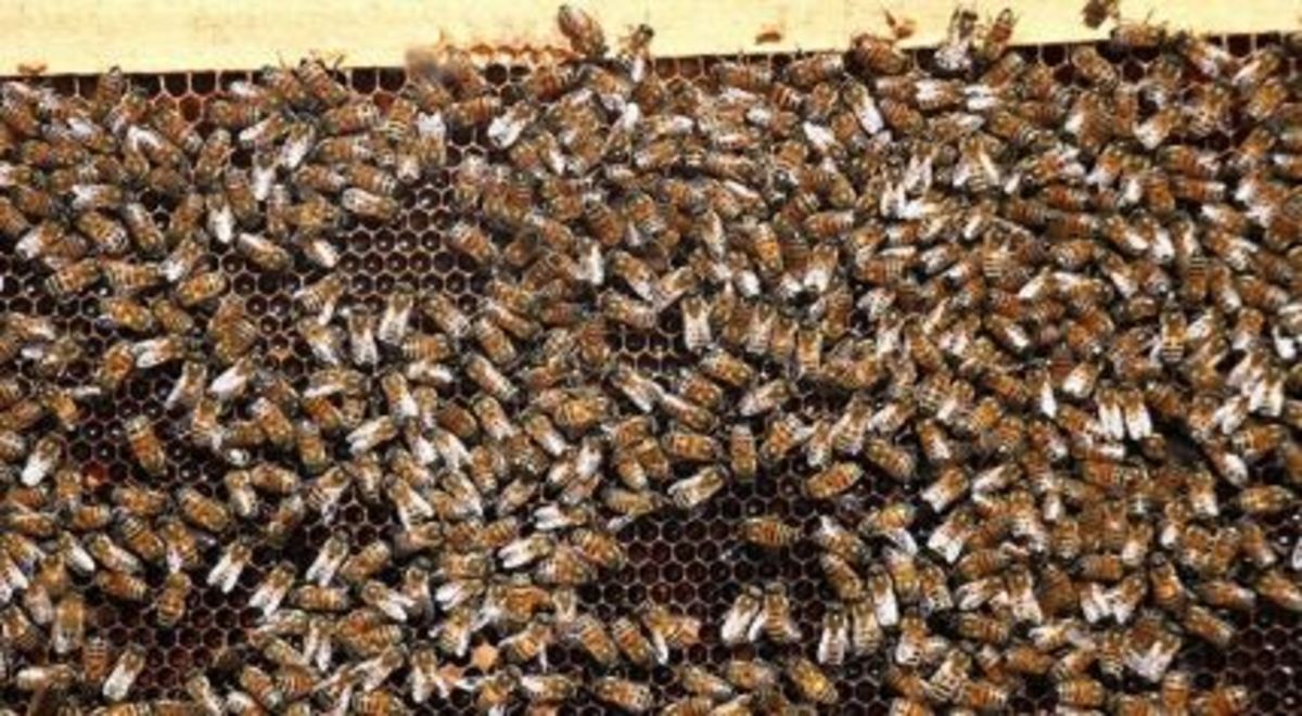 علت فوت دانش‌آموز عشایری در خوزستان چه بود؟