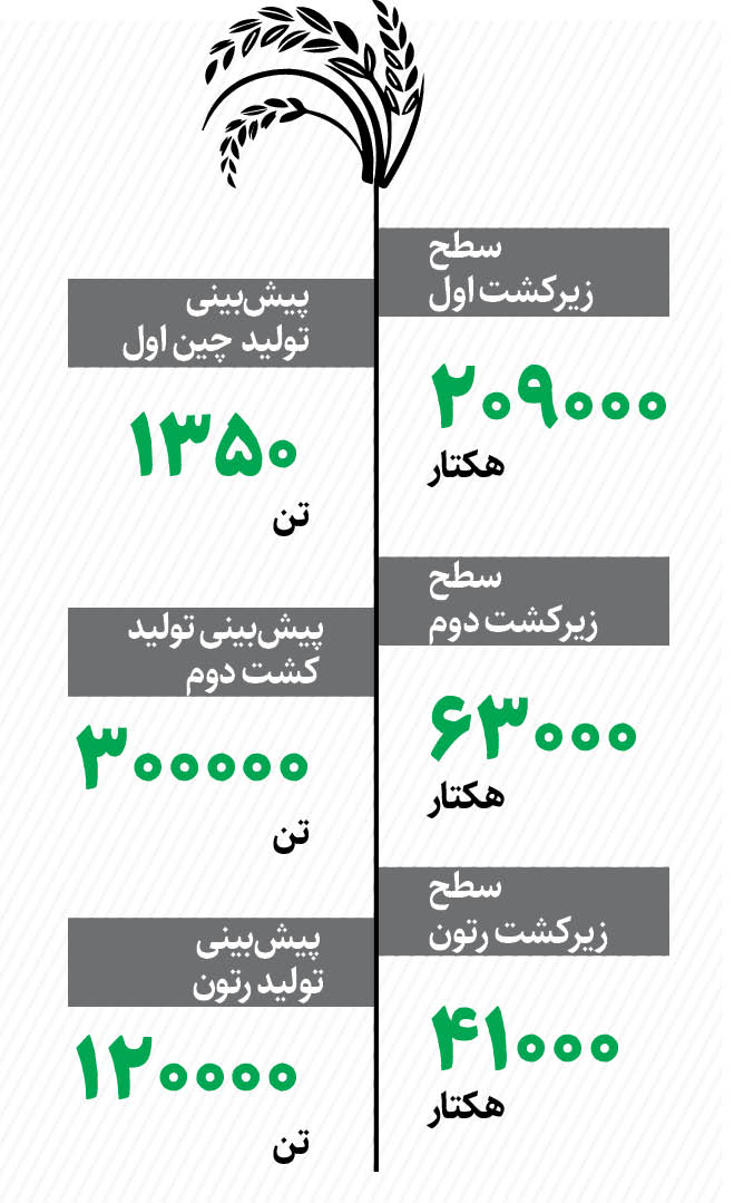 پایان چین اول برنج