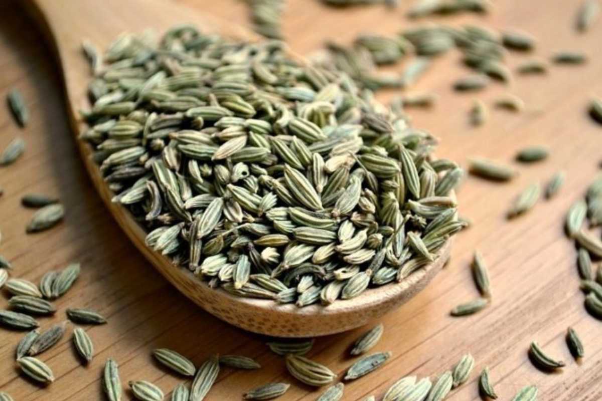 رازیانه با پیشینه پر پیمان دارویی