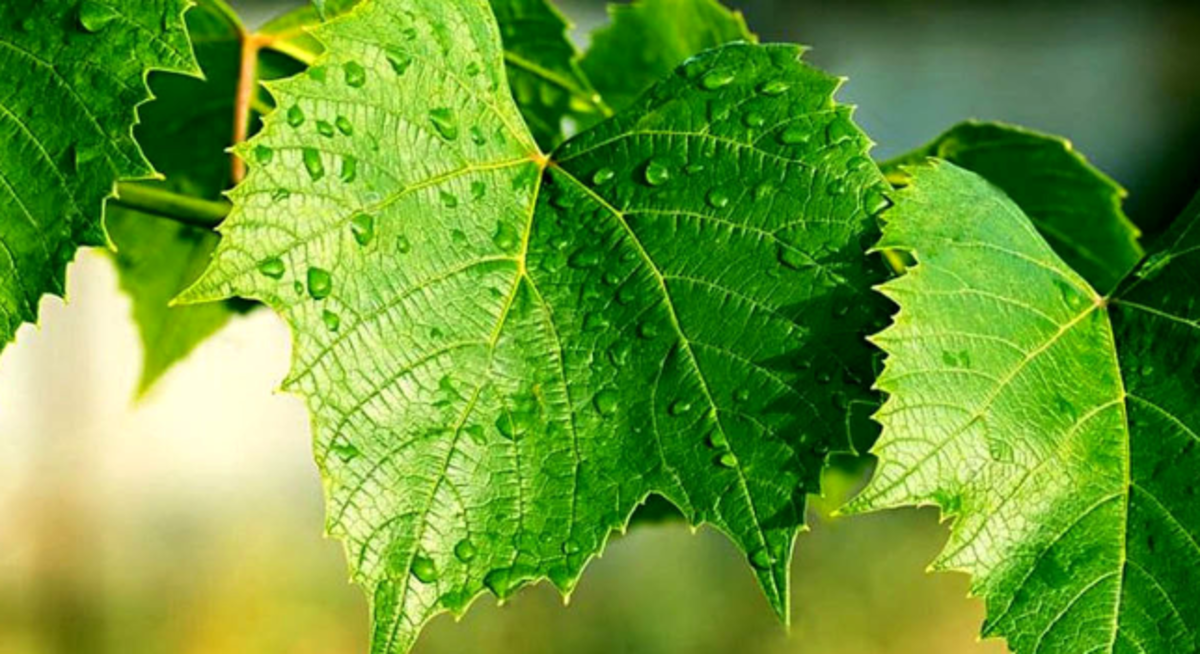 خواض بی نظیر پرکاربردترین برگ را می‌دانستید؟