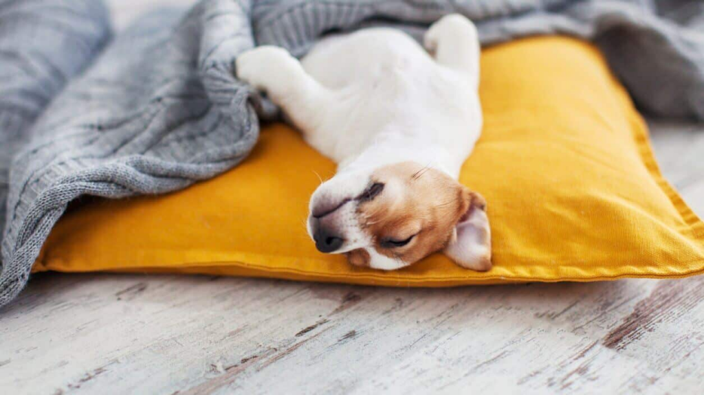 آیا زیاد خوابیدن سگ‌ها نگران کننده است؟