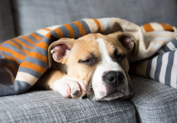 آیا زیاد خوابیدن سگ‌ها نگران کننده است؟