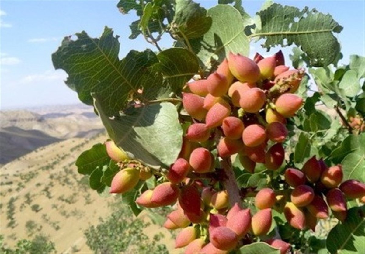 برداشت ۴۰۰تن پسته از باغات پسته بادرود/گرمای بی‌سابقه ۵۰ میلیارد خسارت وارد کرد