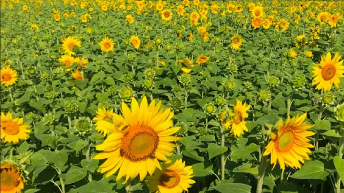 راهی برای استفاده از فتوسنتز مصنوعی