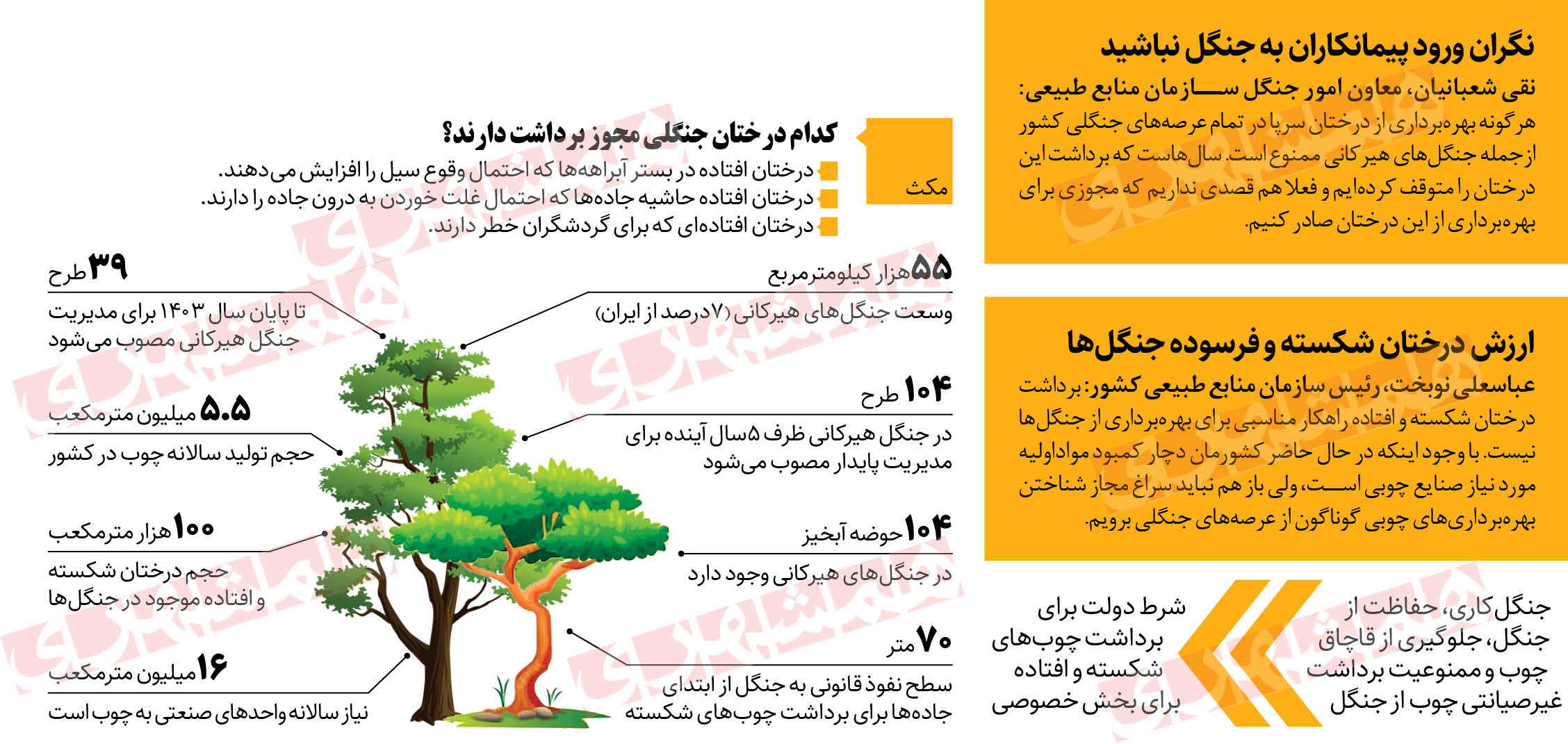 شرط برداشت چوب از جنگل‌های شمال