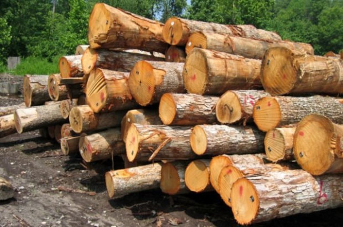 کشف ۲ تن چوب قاچاق در نطنز