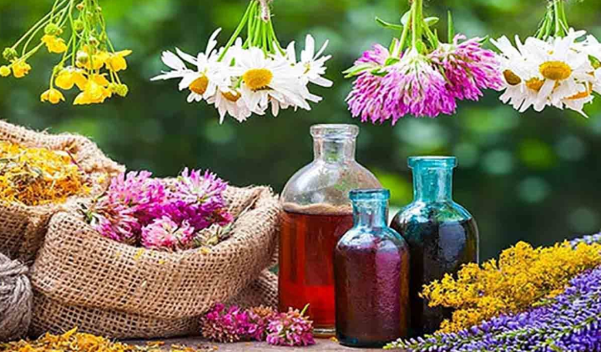 خواص این گیاهان دارویی را بدانید!