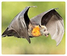 آیا خفاش‌ها عامل پاندمی بعدی هستند؟