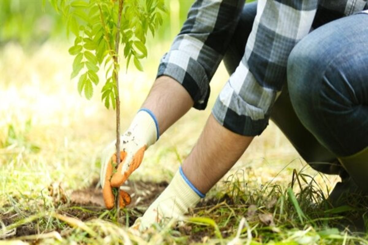 صدور حکم کاشت ۵۲۰ نهال به جای حبس برای ۶ محکوم در دزفول