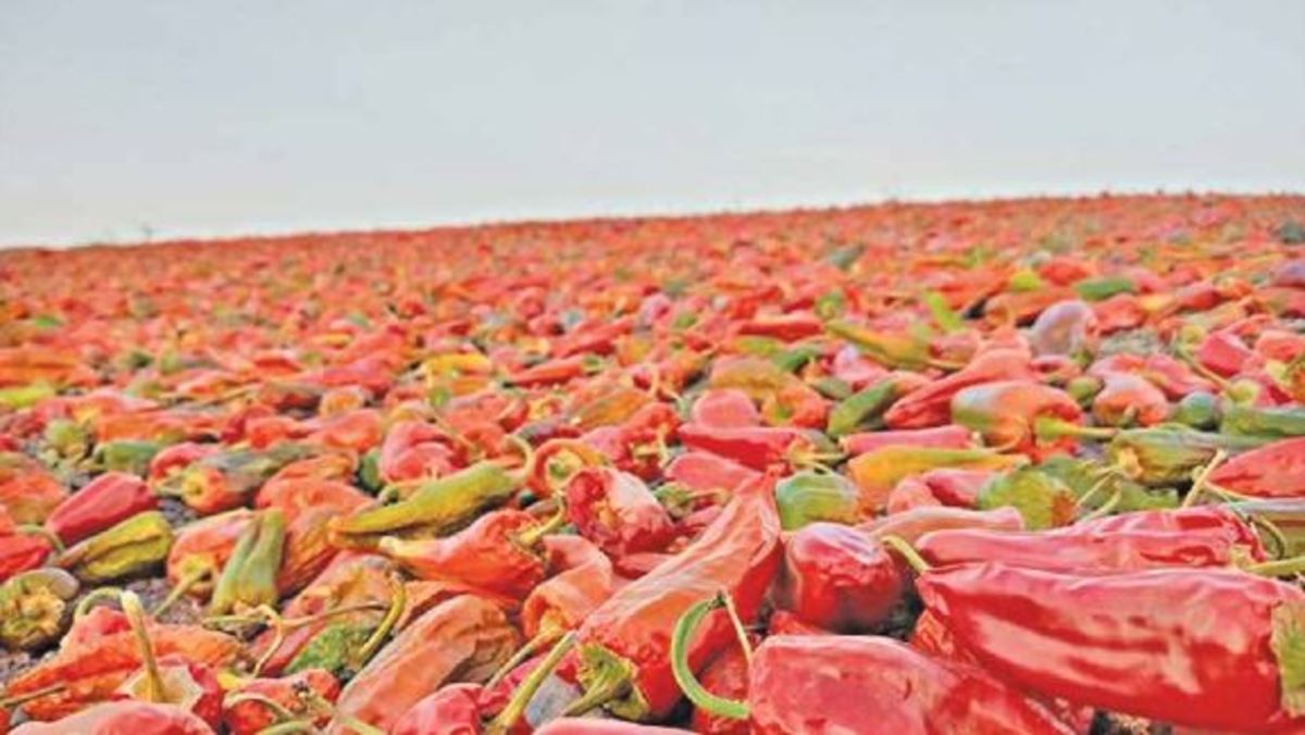 اینجا فلفل نان می‌دهد
