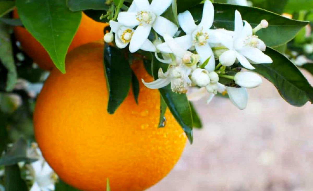 اگر به دنبال چاق شدن هستید بخوانید!