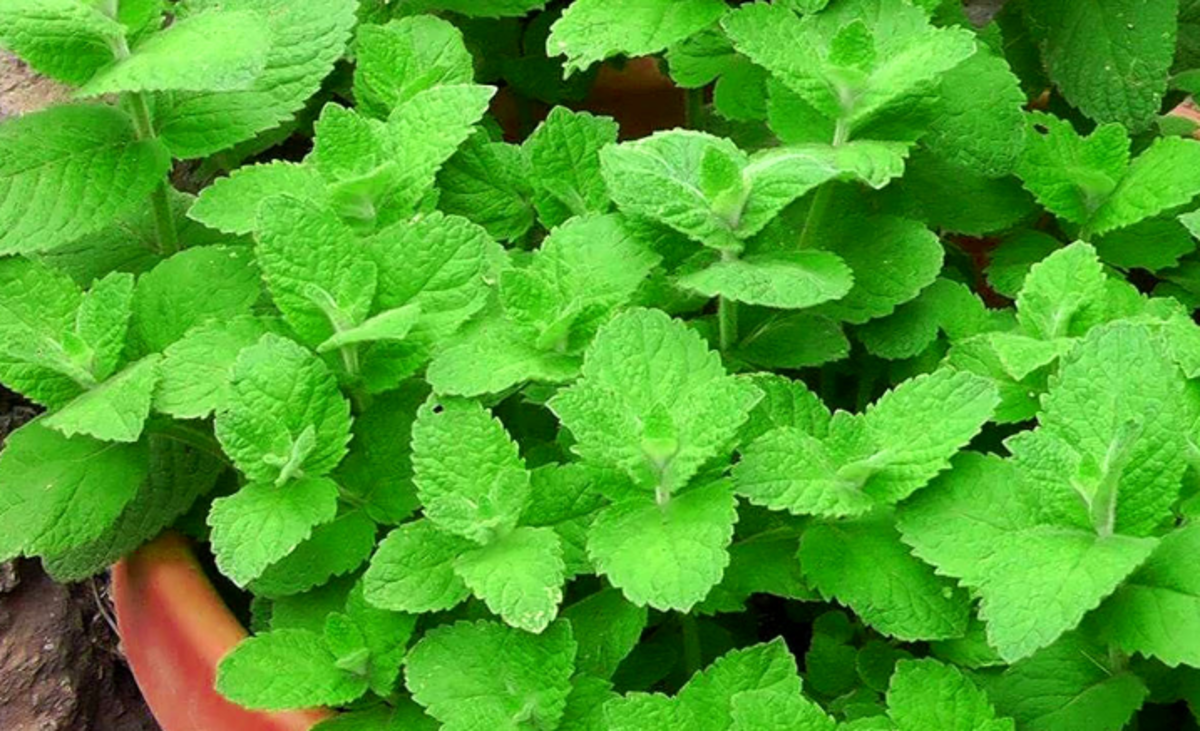 خوراکی‌هایی که زود سیر می‌کنند/برای کاهش وزن بخوانید!