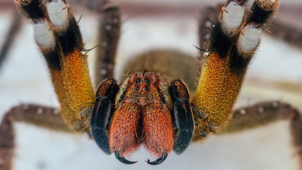 درمان نعوظ در مردان با زهر عنکبوت امکان پذیر شد