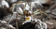 رفتار‌های عجیب و متفاوت عنکبوت‌های نر لاغر برای جذب ماده‌ها