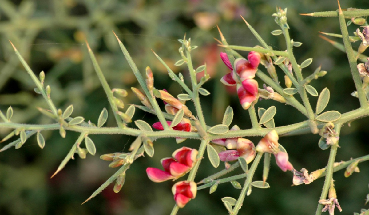 پرطرفدارترین عرق گیاهی در طب سنتی/خواصش را بخوانید