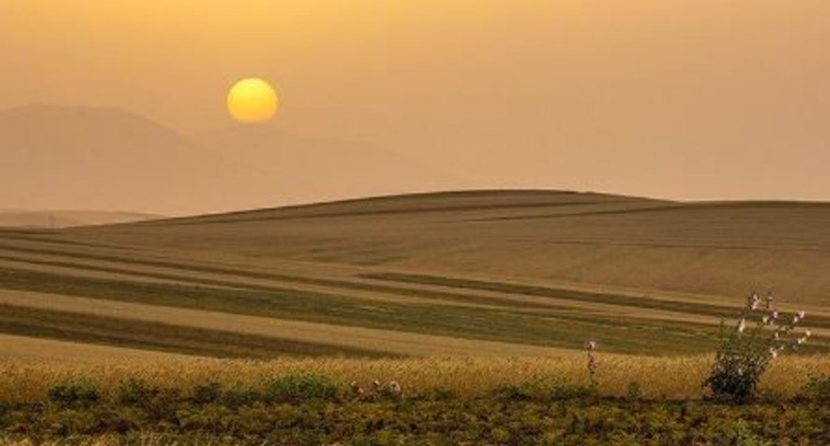 پرداخت ۵ هزار و ۲۴۴ میلیارد تومان از مطالبات خرید گندم در لرستان