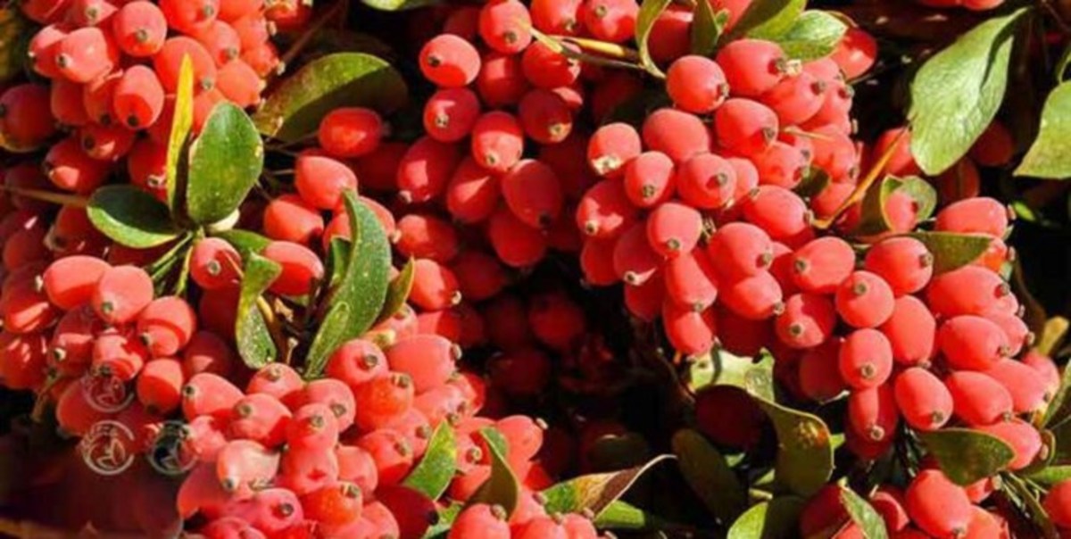 پایان هفته بارانی خراسان‌جنوبی و هشدار به زرشک‌کاران