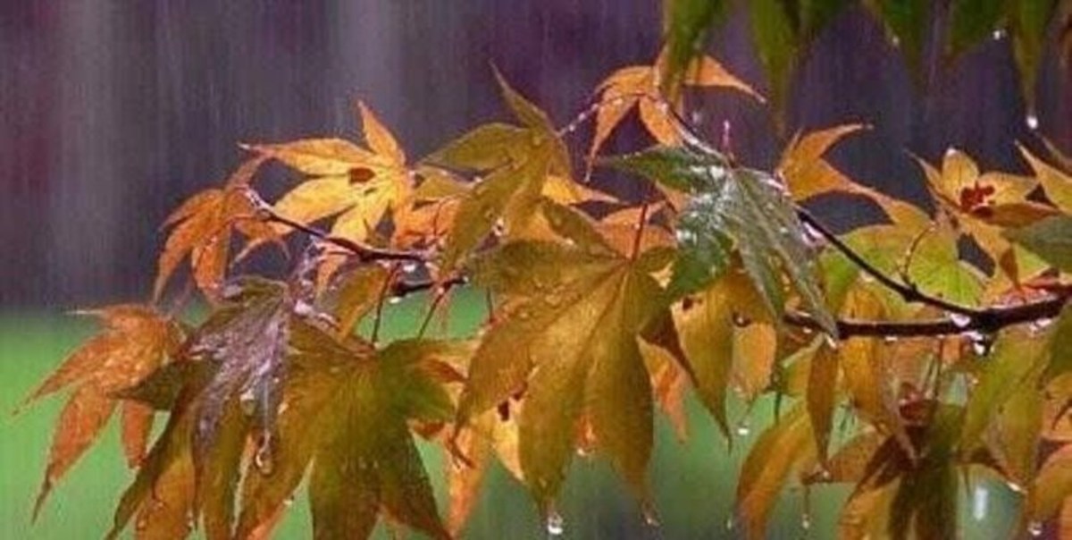پیش بینی بارش پراکنده باران همراه با رعد و برق برای استان قزوین
