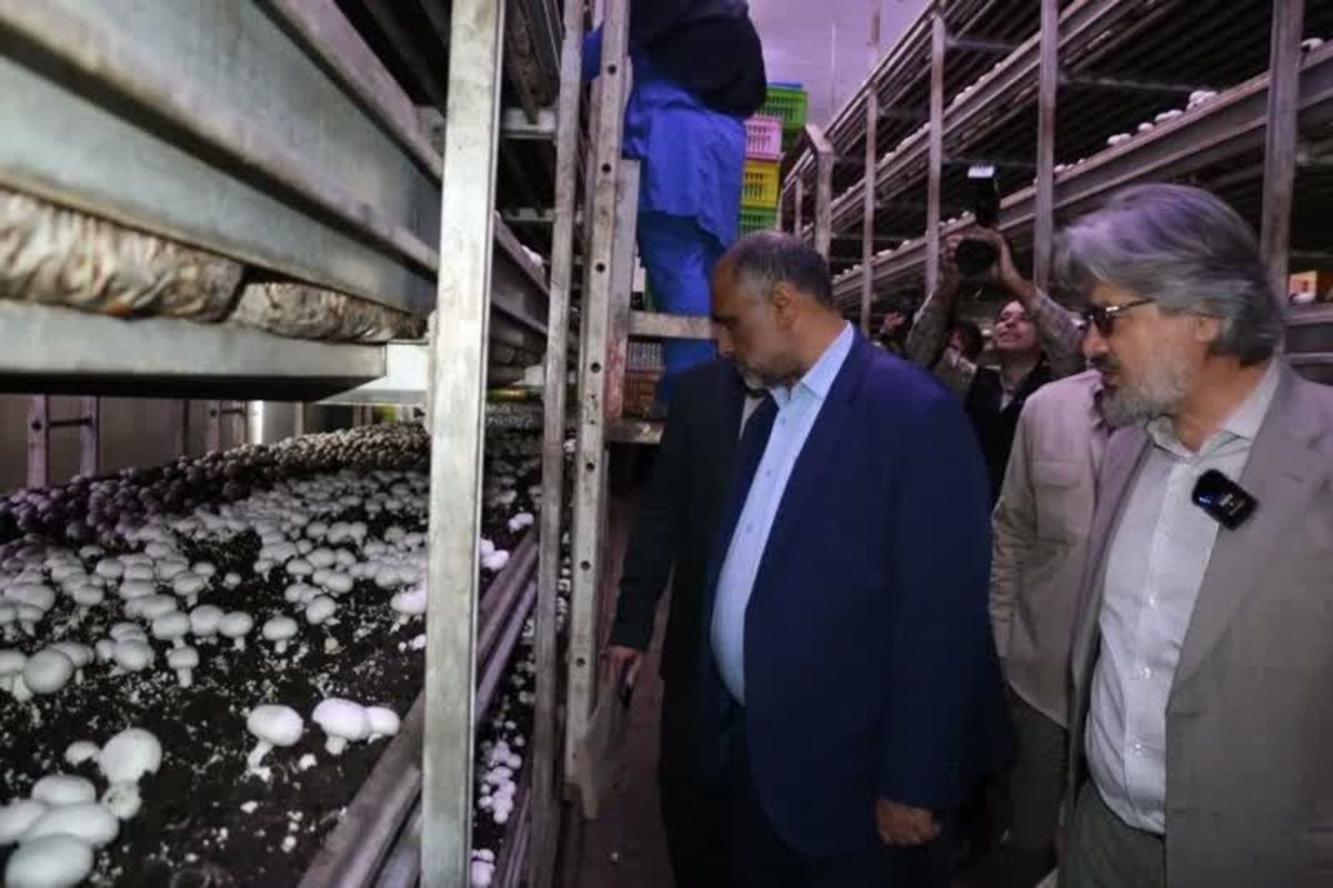وزیر جهادکشاورزی از مجتمع پرورش قارچ سروآباد کردستان دیدن کرد