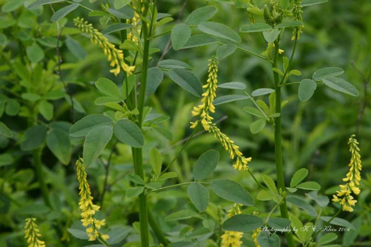 اثرات گیاه یونجه زرد در بهبود سلامتی