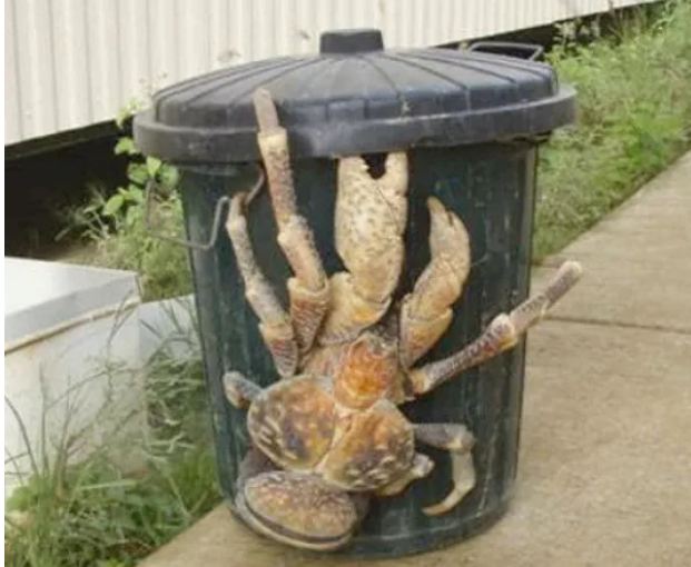 عکس/ خرچنگ‌های غول پیکر و سنگین وزن که نارگیل می‌خورند