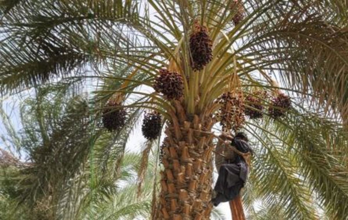 صادرات ۳۰ هزار تن خرما استان بوشهر