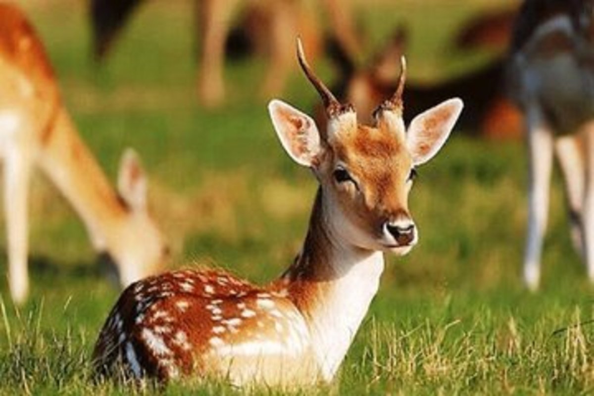 این آهو با خوردن مار پیتون همه را شوکه کرد + عکس