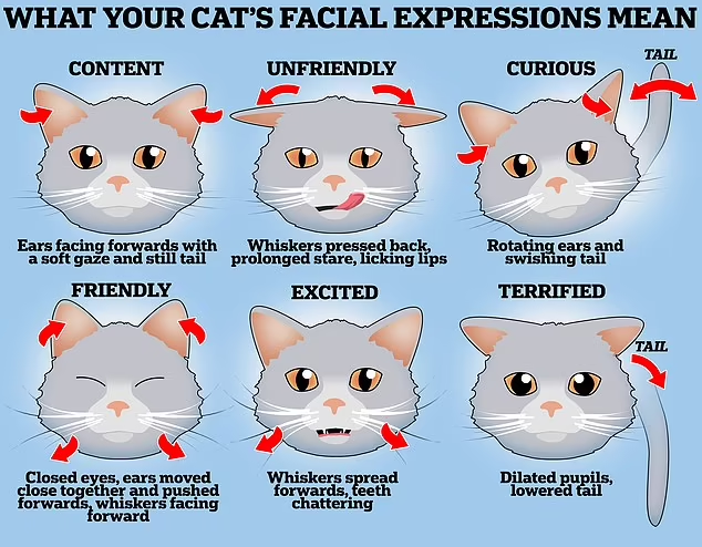 زبان بدن گربه‌ها به شما چه می‌گوید؟