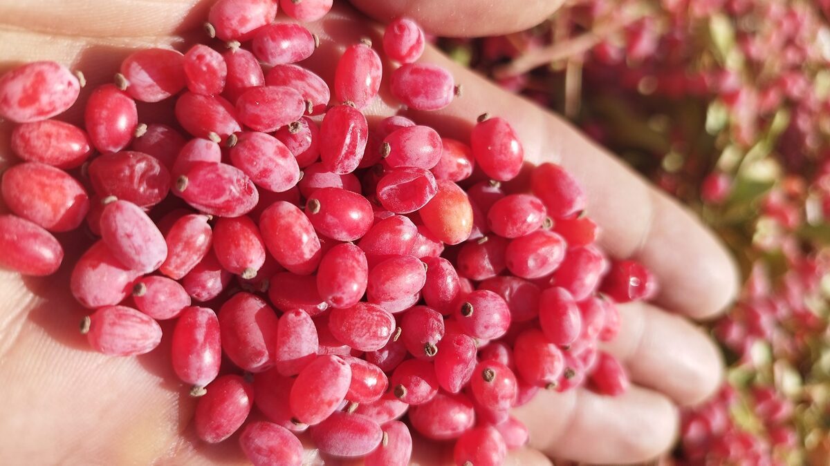 چگونه زرشک تازه را خشک کنیم؟ /۳ روش متفاوت