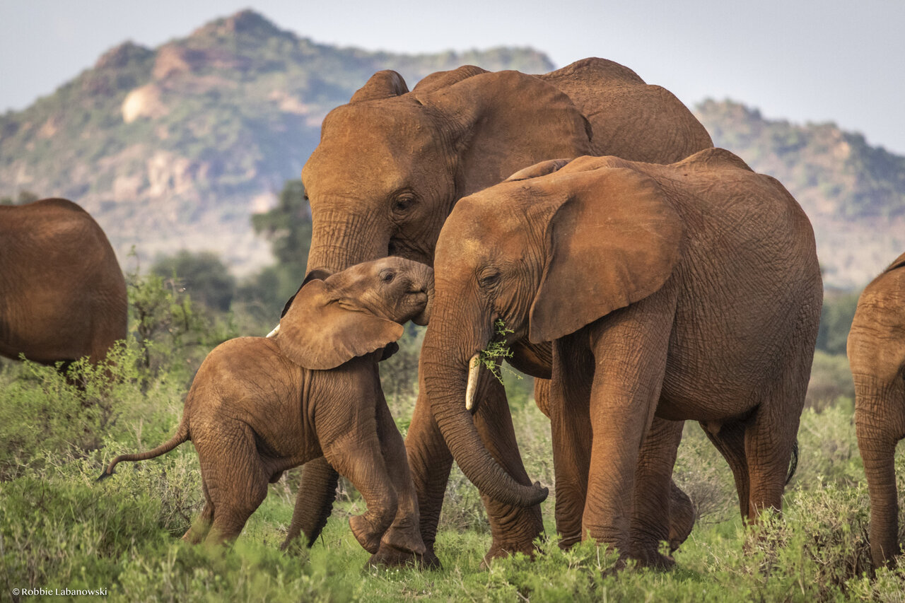 عکس/ فیل‌های ساوانای آفریقایی برای فرزندانشان اسم انتخاب می‌کنند
