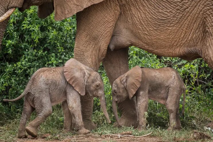 عکس/ فیل‌های ساوانای آفریقایی برای فرزندانشان اسم انتخاب می‌کنند