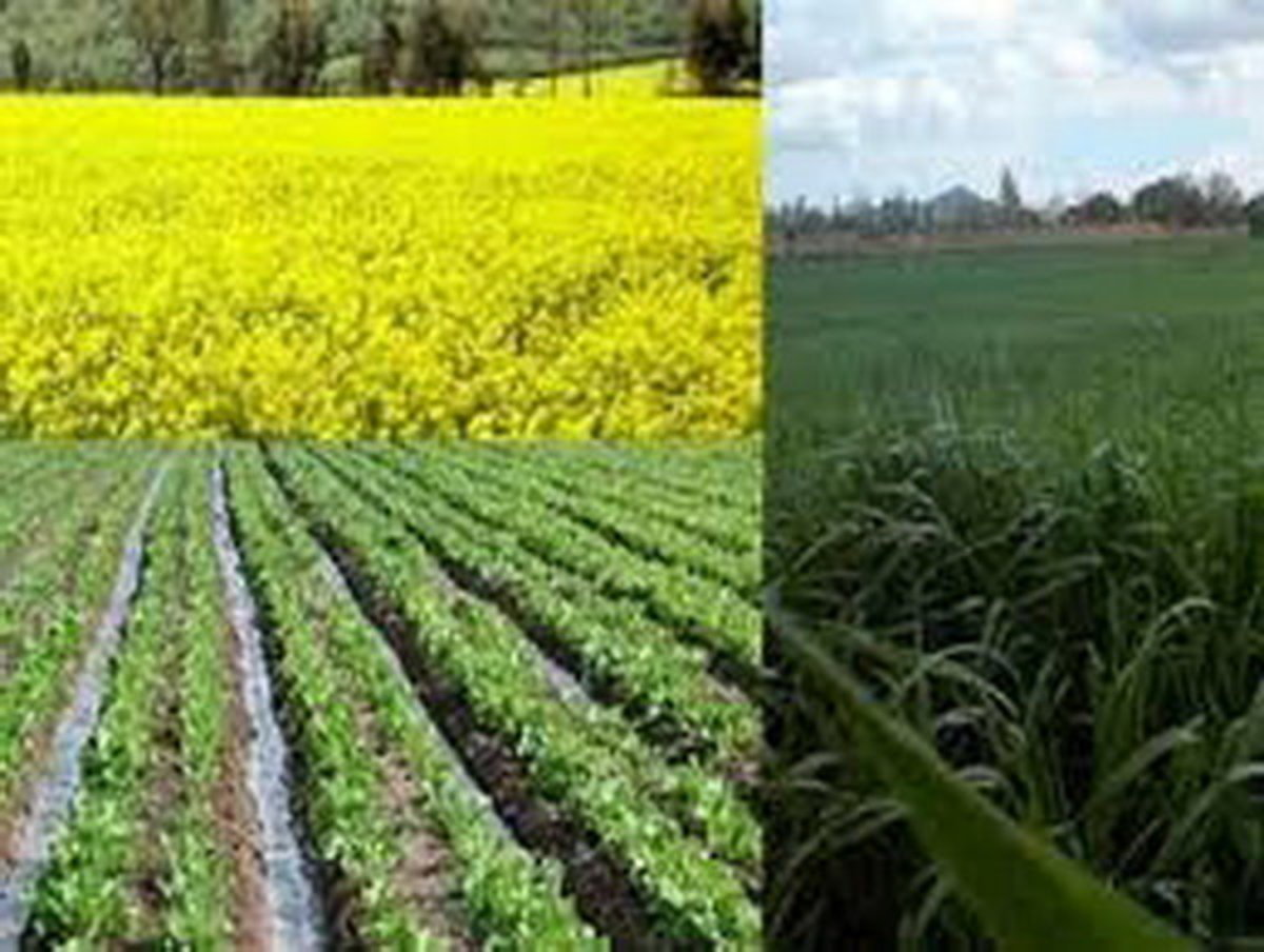 برنامه‌ریزی برای افزایش عملکرد محصولات پاییزه در خوزستان